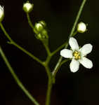 Seaside brookweed <BR>Water pimpernel